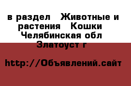  в раздел : Животные и растения » Кошки . Челябинская обл.,Златоуст г.